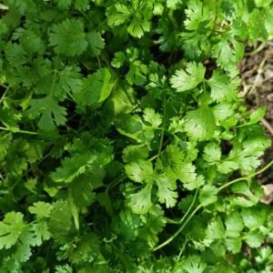 Coriander Leaves